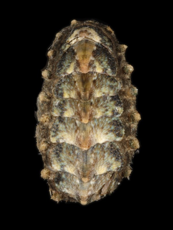 acantochitona crinita????